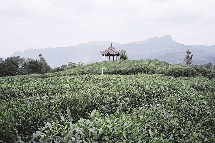 生産(chǎn)基地